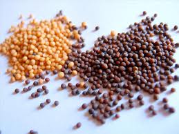Black & yellow mustard seeds Black & yellow mustard seeds