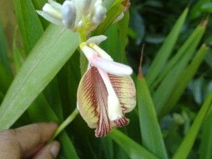 Cardamom Flower on Plant