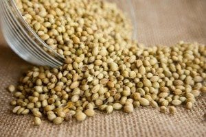 Coriander for curries