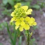 mustard plant
